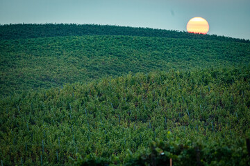 vineyard with sunset