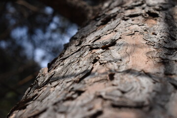 The beautiful old wood skin surface under the strong sun in Sapporo Japan