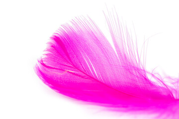 Pink feather texture on white background