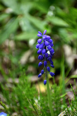 ５月ムスカリ 青紫の花