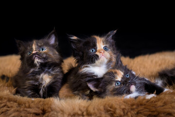 Obraz premium black and white cat