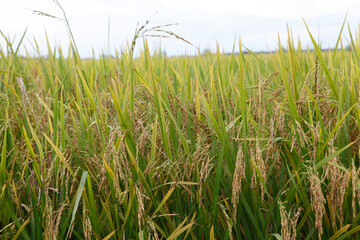 rice field in the morning