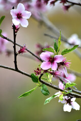 Fototapeta na wymiar アーモンドの木 ピンクの花アップ