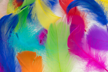 Many colorful feather texture