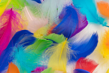 Many colorful feather texture