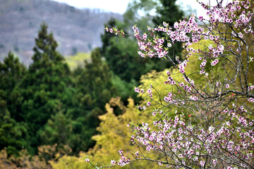 5月山形野草園 アーモンドの花