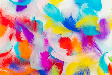 Fototapeta na wymiar Many colorful feather texture