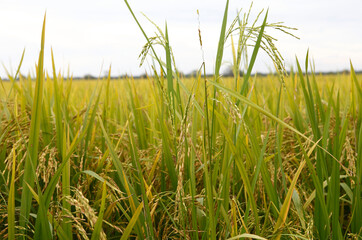 Obraz premium rice field