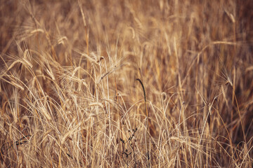 Gersten Ähren eines Kornfeldes im Herbst