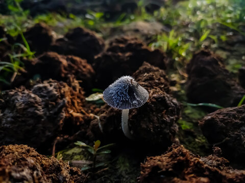 Coprinopsis is a genus of mushrooms in the family Psathyrellaceae. Coprinopsis was split out of the genus Coprinus based on molecular data.