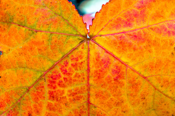 Autumn maple leave detail