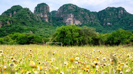 Flores del campo
