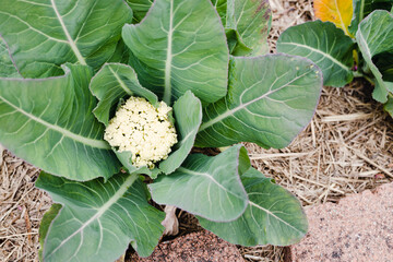 cauliflower plant outdoor in sunny vegetable garden