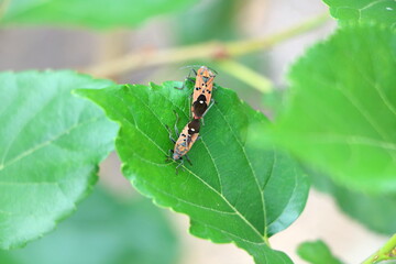 Close up couple of insects body mating on green leaves for expand lineage