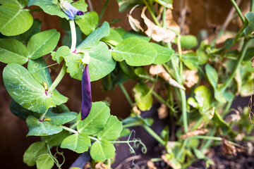 purple snow peas plant outdoor in sunny vegetable garden
