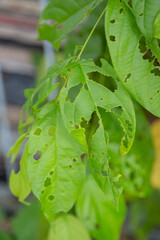 Green leaves have hole