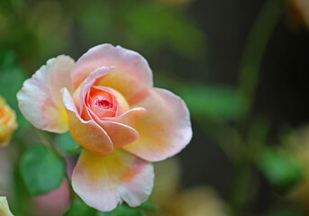Obraz na płótnie Canvas Pink yellow Rose