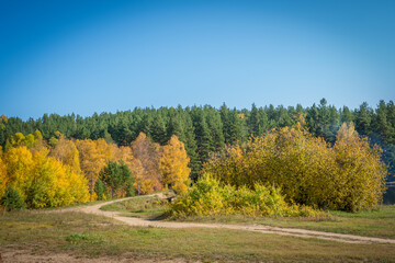 Obraz premium autumn in the forest