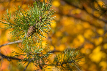 close up of needles