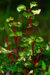 close up of a red currant
