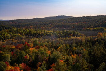 Scenic forest in autumn