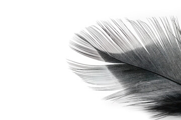 black feather texture