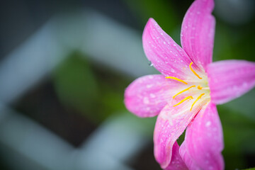 Obraz premium Pink zephyranthes grandiflora flower has water drops along the petals