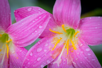 Pink zephyranthes grandiflora flower has water drops along the petals