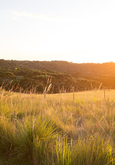 field and a araucarias forest