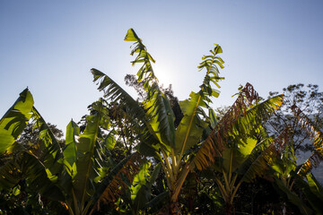 banana field against sky