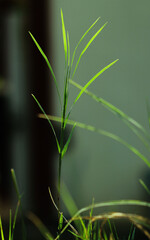 close up of grass