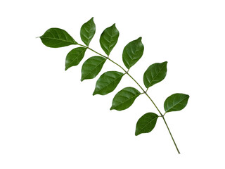 green leaf isolated on white background the closeup top view of bignonia serratula leaves with clipping path