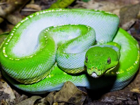 Emerald Python