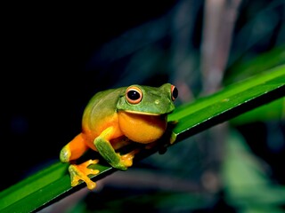 Red-eyed green tree frog