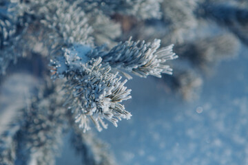 frozen pine branch close-up. frost on plants. winter landscape: snow in nature. Needles in frost. Christmas tree