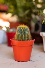 Cactus photos and cactus background. Cactaceae