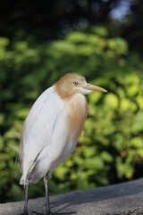 great blue heron in the state