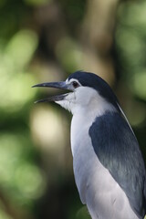 blue heron ardea cinerea