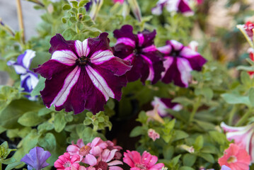 A petunia plant with flowers