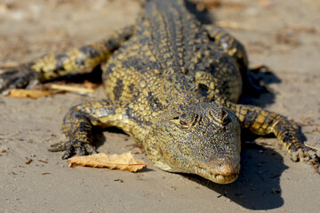Young crocodile along the Chobe River in Botswana, Africa.