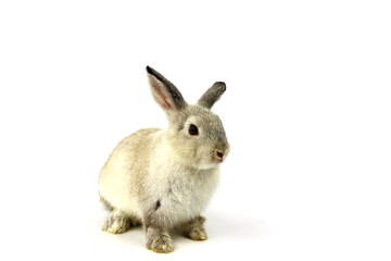 white rabbit isolated on white