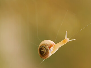 small snail on a spider web in a meadow on a summer morning