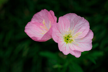 Fototapeta premium ポピー