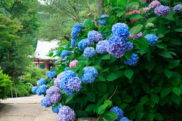 矢田寺のあじさい