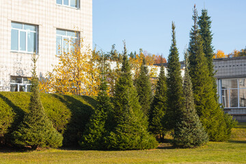 Beautiful coniferous forest in a warm autumn sun with a green lawn in a well-groomed city park