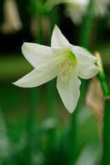 Fototapeta premium 白百合