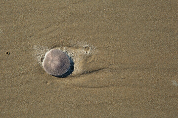 Live Sand dollar on wet sand