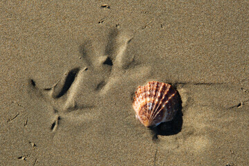 Orange seashell on wet sand next to bird foot prints