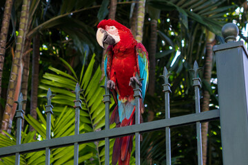 Macaw with red, blue and yellow feathers