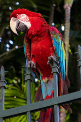 Macaw with red, blue and yellow feathers